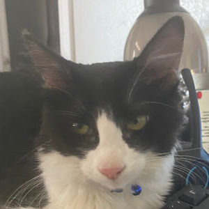 Meet your Posher, Rosalinda